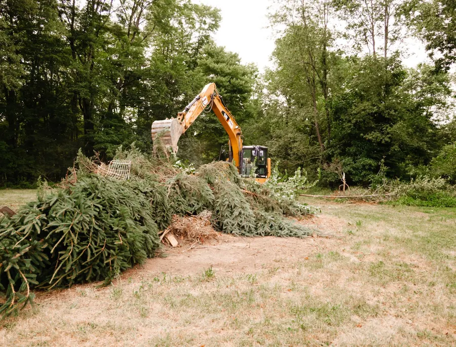 Excavator stacking cut evergreen trees into a long pile on a lawn
